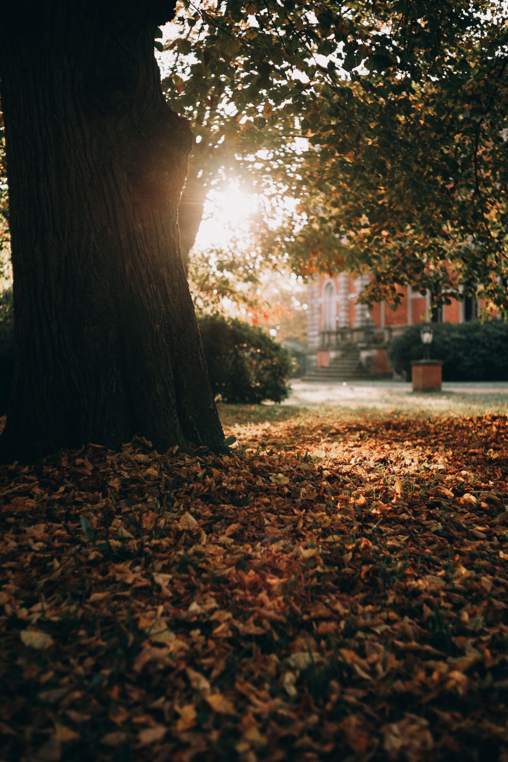 Sonnenlicht, das durch die Bäume einer ruhigen Herbstparklandschaft fällt und die Schönheit der Natur einfängt.
