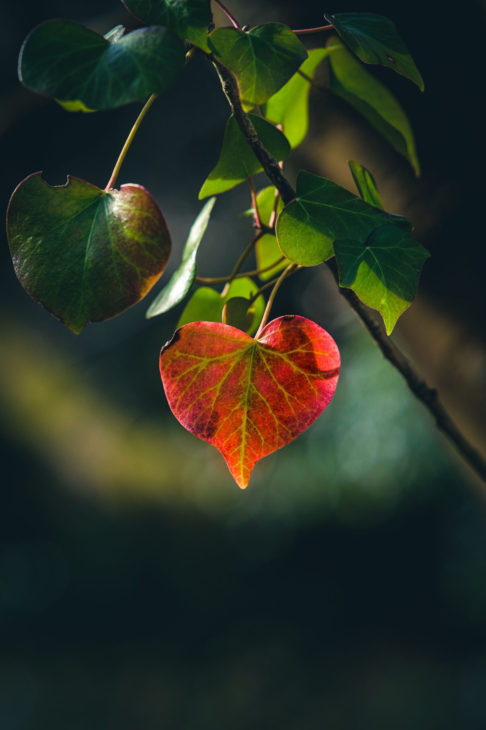 Bunt gefärbtes Laub im Herbstlicht